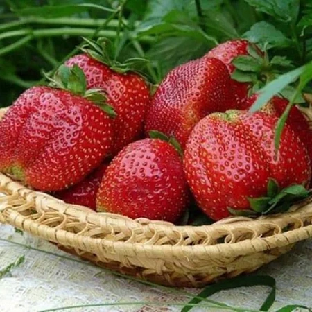 Клубника Олимпия