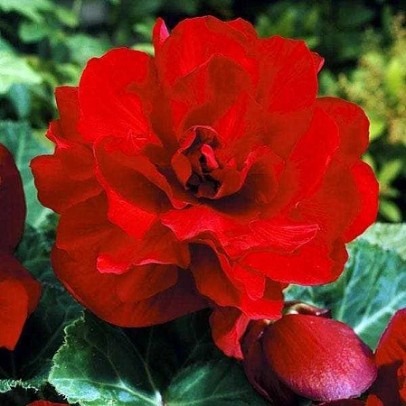 Бегония Double Dark Red (уп. 2 шт)