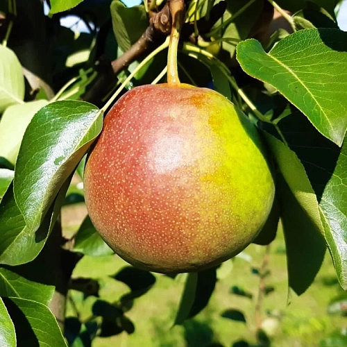 Груша Купала (однолетка) Груша Купала (однолетка)