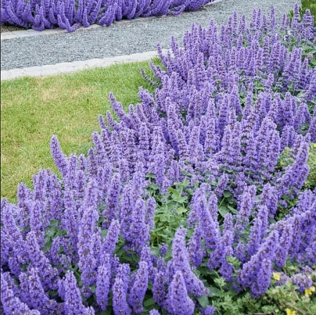 Котовник Фассена Walker's Low C2