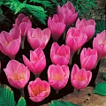 Крокус Zonatus (10 шт. в уп.) Крокус Zonatus (10 шт. в уп.)