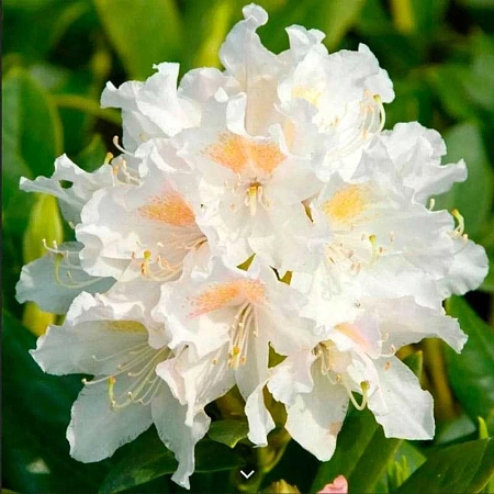 Рододендрон Cunningham's White 40-60 см