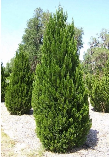Можжевельник китайский Монарх 30-40 см Можжевельник китайский Монарх 30-40 см