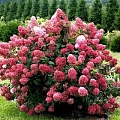 Гортензия Diamant Rouge метельчатая С3, 3-хлетка Гортензия Diamant Rouge метельчатая С3, 3-хлетка