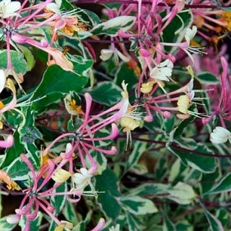 Жимолость пестролистная Арлекин