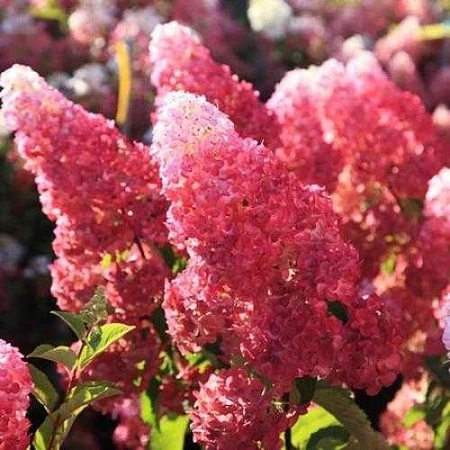 Гортензия Фрайз Мельба (Fraise Melba) метельчатая С2 3-хлетка