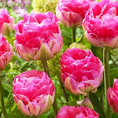 Тюльпан Up Pink (5 шт. в уп.)