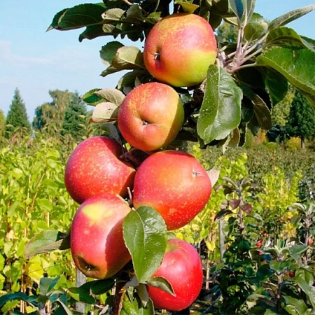 Яблоня Созвездие (колоновидная) Яблоня Созвездие (колоновидная)