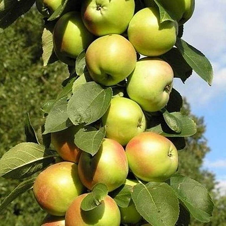 Яблоня Янтарное ожерелье (колоновидная) Яблоня Янтарное ожерелье (колоновидная)