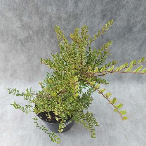 Жимолость шапочная Variegata Жимолость шапочная Variegata