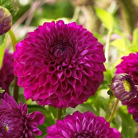 Георгина Boom Boom Purple (уп. 1 шт) Георгина Boom Boom Purple (уп. 1 шт)