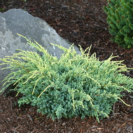 Можжевельник Холгер (Holger) C3 40 см чешуйчатый