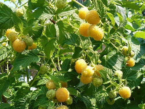 Малина Желтый великан Малина Желтый великан