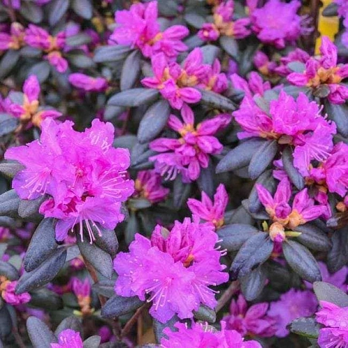 Рододендрон PJM Elit C2 Рододендрон PJM Elit C2