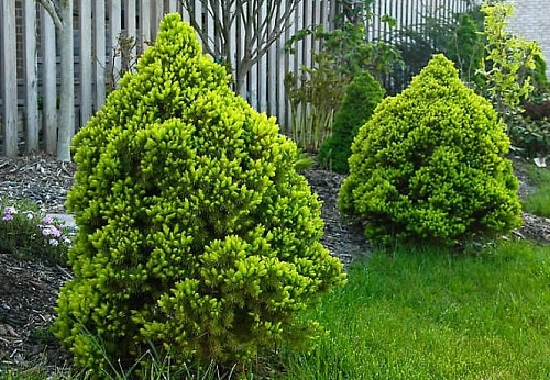 Ель канадская Рэйнбоуз Энд 30-40 см Ель канадская Рэйнбоуз Энд 30-40 см