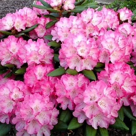 Рододендрон Fantastica 40-60 см