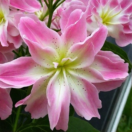 Лилия Lotus Elegance (уп. 1 шт)