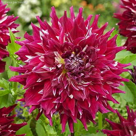 Георгина Decorative Dinnerplate Myth