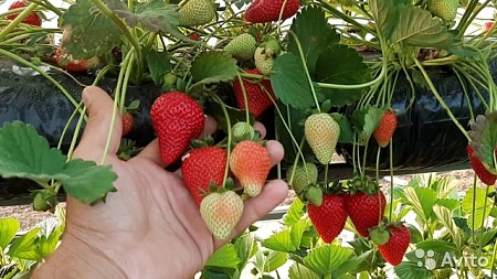 Пакет черный ПЭ-СТ для посадки клубники 80 мКм 120*40 см