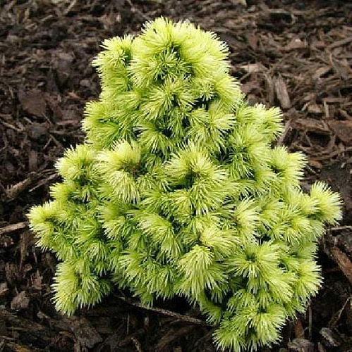 Ель Дендрофарма Голд (Dendrofarma Gold) канадская C2 Ель Дендрофарма Голд (Dendrofarma Gold) канадская C2