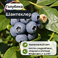 Голубика Шантеклер С3 Голубика Шантеклер С3