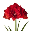 Амариллис Red Nymph Амариллис Red Nymph