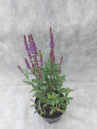 Шалфей дубравный Caradonna Шалфей дубравный Caradonna