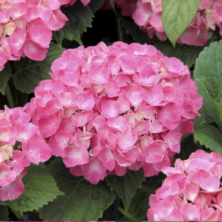 Гортензия крупнолистная Early Pink Гортензия крупнолистная Early Pink