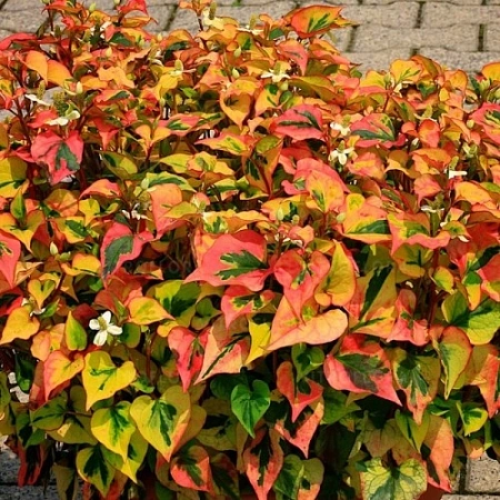 Хауттюйния Pied Piper