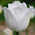 Тюльпан Swan Wings Тюльпан Swan Wings