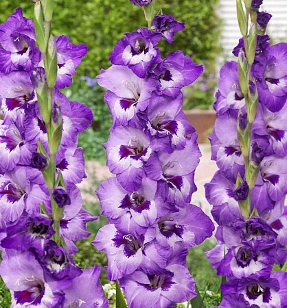 Гладиолус Vista (уп. 7 шт) Гладиолус Vista (уп. 7 шт)