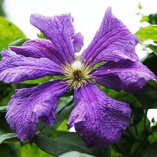 Клематис Виктория Клематис Виктория