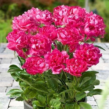 Пион Bouquet Perfect в горшке C-3