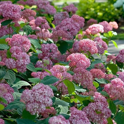 Гортензия древовидная Pink Pincushion 50-60 см Гортензия древовидная Pink Pincushion 50-60 см