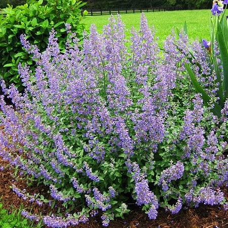 Котовник Фассена Junior Walker's C2