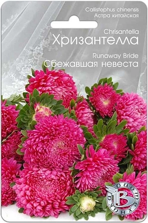 Астра Хризантелла Сбежавшая невеста, 30 шт (Биотехника) 