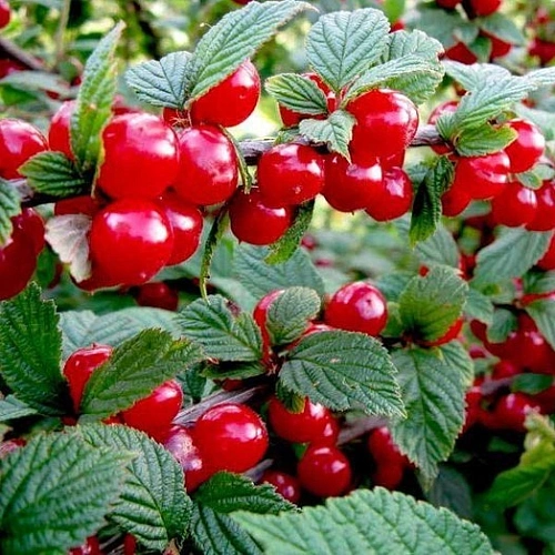 Вишня войлочная Сказка Вишня войлочная Сказка