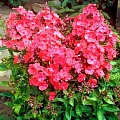 Флокс Red Флокс Red