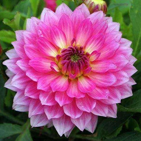 Георгина Gallery Bellini (уп. 1 шт)