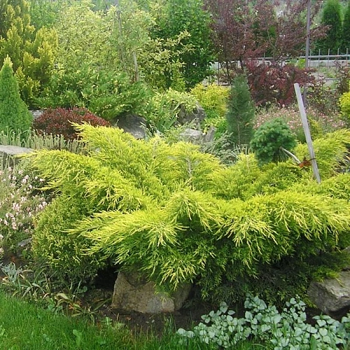 Можжевельник Пфитцериана Ауреа 40-60 см Можжевельник Пфитцериана Ауреа 40-60 см