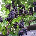 Виноград кишмиш Юпитер Виноград кишмиш Юпитер