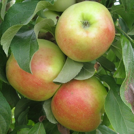 Яблоня Дыямент (однолетка) Яблоня Дыямент (однолетка)