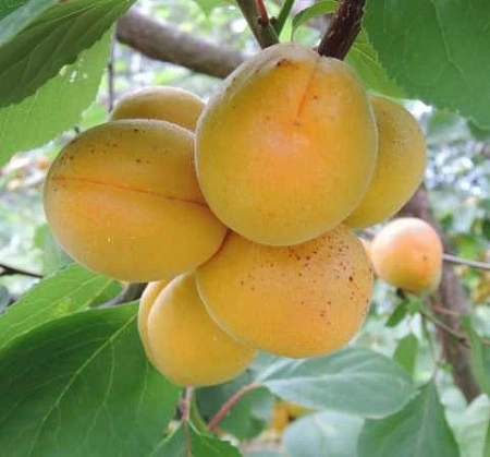 Абрикос Камея
