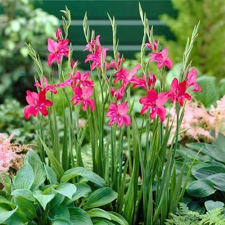 Гладиолус мини Robinetta (уп. 5 шт)