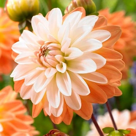 Георгина Coup de Soleil (уп. 1 шт)