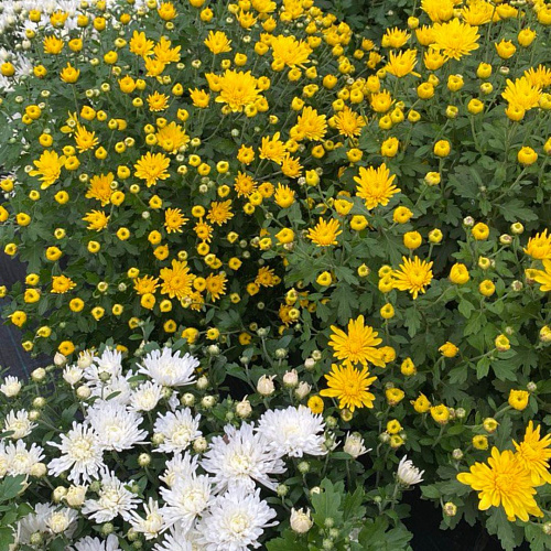 Хризантема в горшке (цвет в ассортименте) Хризантема в горшке (цвет в ассортименте)