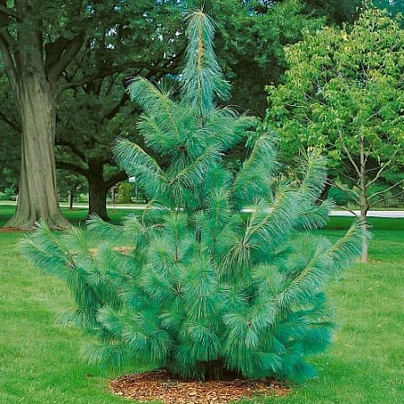 Сосна гималайская Гриффита 50-70 см