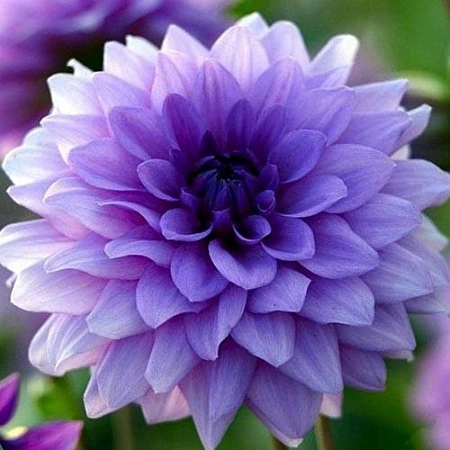 Георгина Blue Boy (уп. 1 шт)