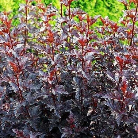 Пузыреплодник Panther калинолистный 40-60 см