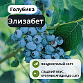 Голубика Элизабет (Elizabeth) С3 Голубика Элизабет (Elizabeth) С3